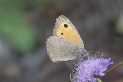 Hyponephele sp.